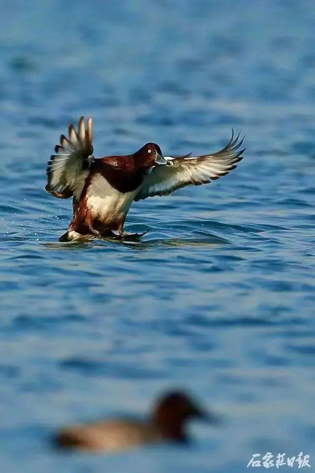 会议以视频会议形式召开。县直有关单位主要负责同志在我县主会场参加会议，各乡镇主要负责同志在各分会场参加会议。(图1)