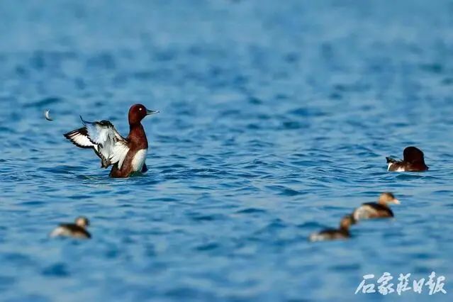 会议以视频会议形式召开。县直有关单位主要负责同志在我县主会场参加会议，各乡镇主要负责同志在各分会场参加会议。(图2)