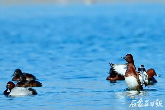 会议以视频会议形式召开。县直有关单位主要负责同志在我县主会场参加会议，各乡镇主要负责同志在各分会场参加会议。(图3)