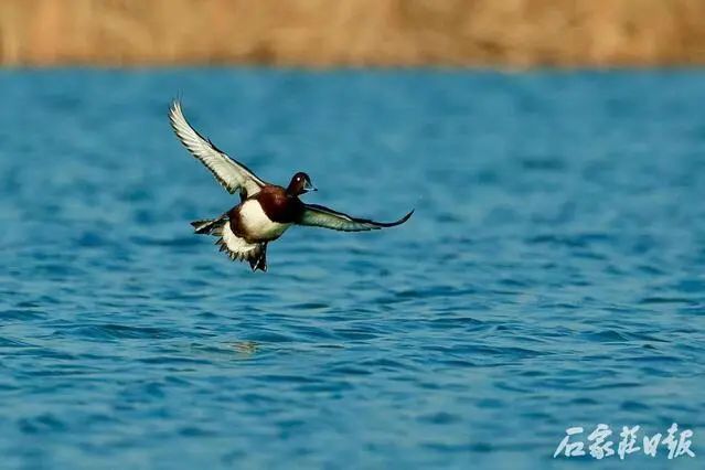 会议以视频会议形式召开。县直有关单位主要负责同志在我县主会场参加会议，各乡镇主要负责同志在各分会场参加会议。(图4)