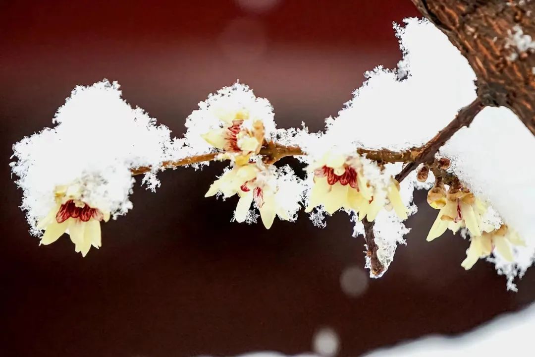 腊梅带雪迎春开(图2)