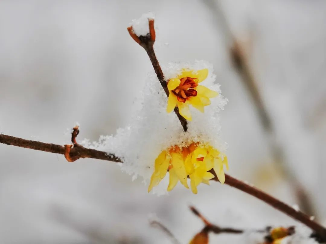 腊梅带雪迎春开(图3)