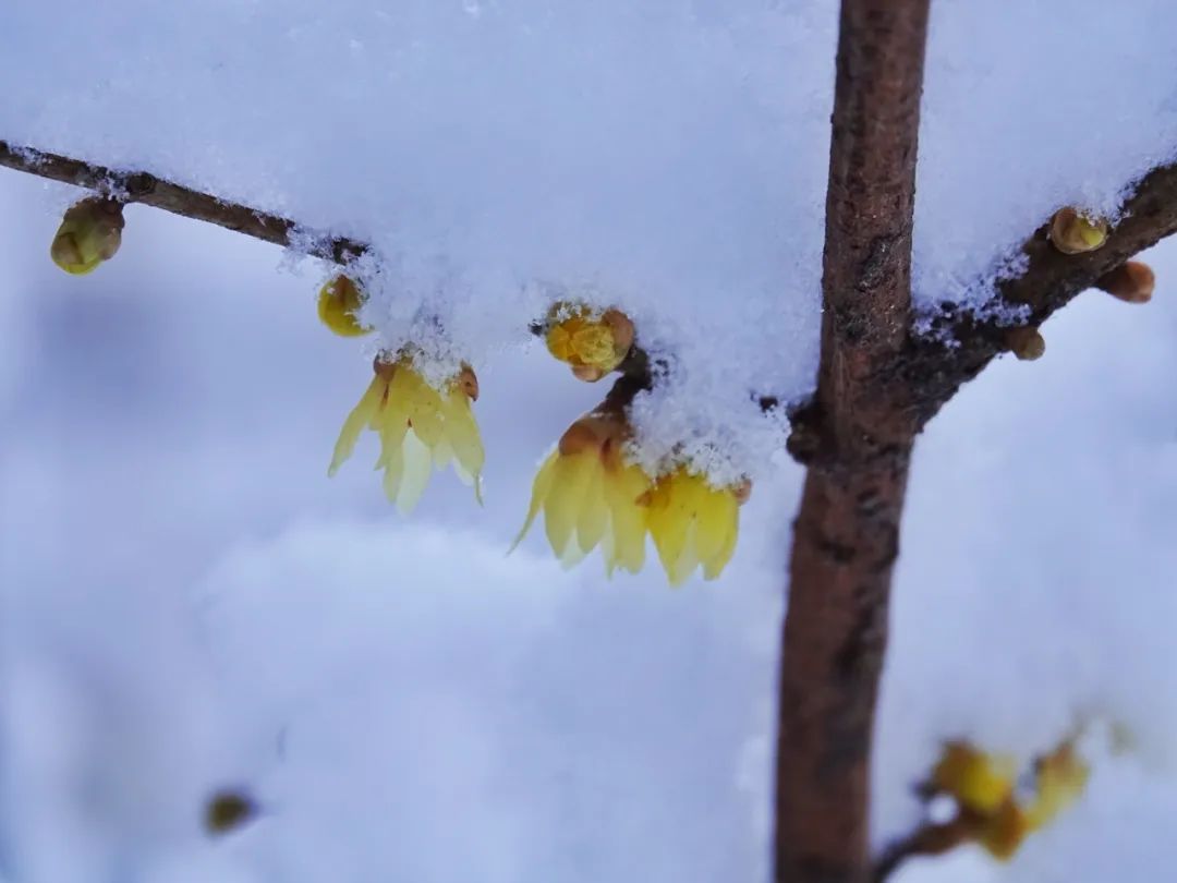 腊梅带雪迎春开(图4)